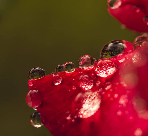 istock Dew drops on rose petals close-up. Summer beautiful fresh background 1411004897