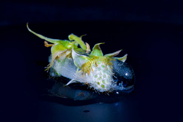 istock A piece of ice with raspberries 1411004991