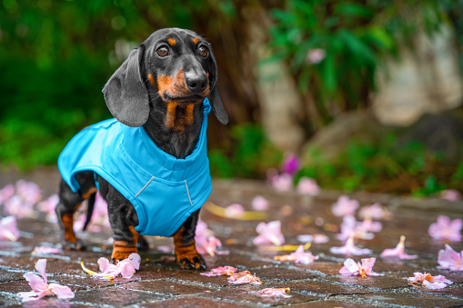 Dog in bright raincoat stands in park on pavement next fallen oleander flowers