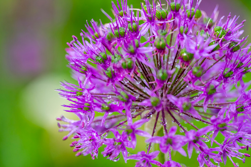 Allium flower macro close up for use as a background or plant identifier.