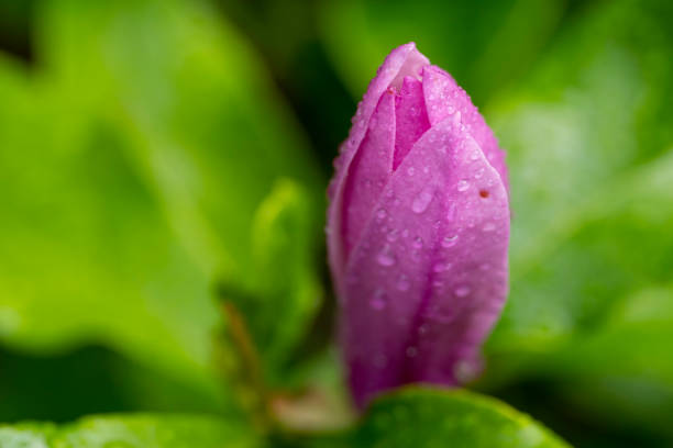 Beautiful blossom of magnolia tree in the spring park in the raining day