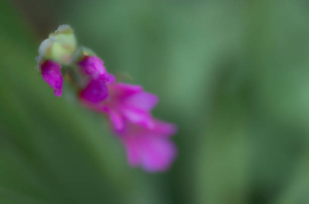 apertura del fiore dei gladioli da un bocciolo - gladiolus single flower isolated tropical climate foto e immagini stock