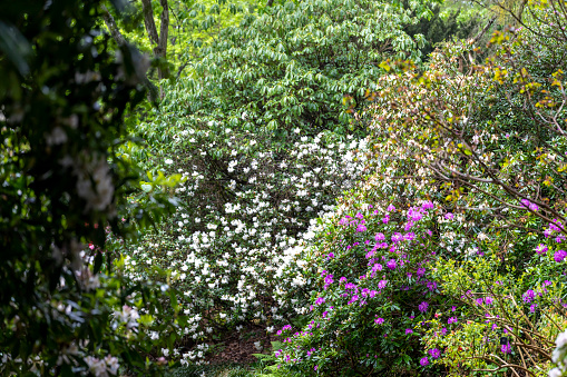 Rhododendron bushes in flower for use as a background or plant identifier.