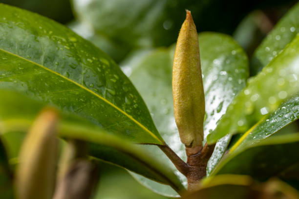 Magnolia bud macro close up for use as a background or plant identifier.