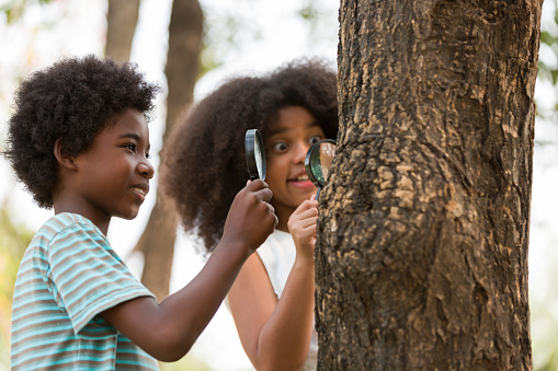 Teenager boy and girl examining the tree stem through magnifying glass. Group of African American children exploring nature on the tree with magnifying glass. Education and discovery concept