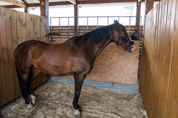 caballo en un corral de ganado. cría de caballos pura sangre. explotación ganadera. - horse stall stable horse barn fotografías e imágenes de stock