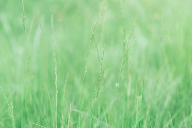 istock Green grass texture as background. Perspective view and selective focus. artistic abstract spring or summer background with fresh grass as banner or eco wallpaper. Leaves blur effect. Macro nature 1411009180
