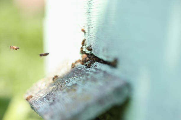 istock Wooden beehive and flying bees, apiary or bee-garden 1411009321