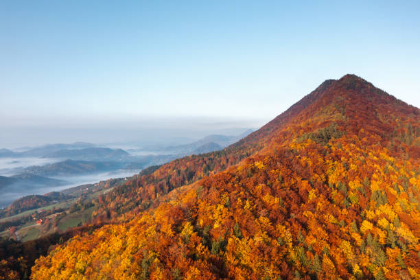 일출의 황금빛 가을 숲 - autumn sky blue treetop 뉴스 사진 이미지