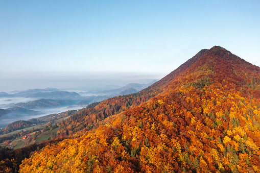 Aerial view on the mountain covered with golden forest in the early morning while the valley is still covered with fog.