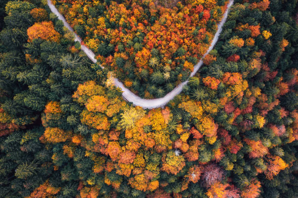 カラフルな森の牧歌的な田舎道 - forest autumn aerial view leaf ストックフォトと画像