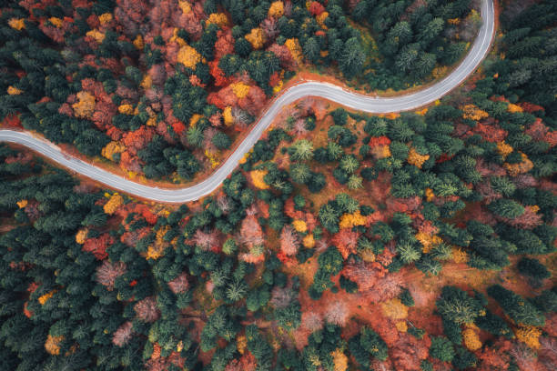 istock Winding Road In Autumn Forest 1411009415