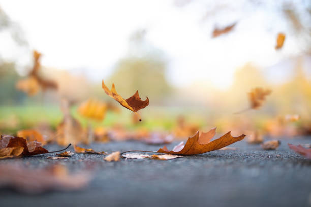 caída de hojas otoñales - autumn leaf falling wind fotografías e imágenes de stock