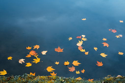 Autumn leaves floating on a water surface of a lake.