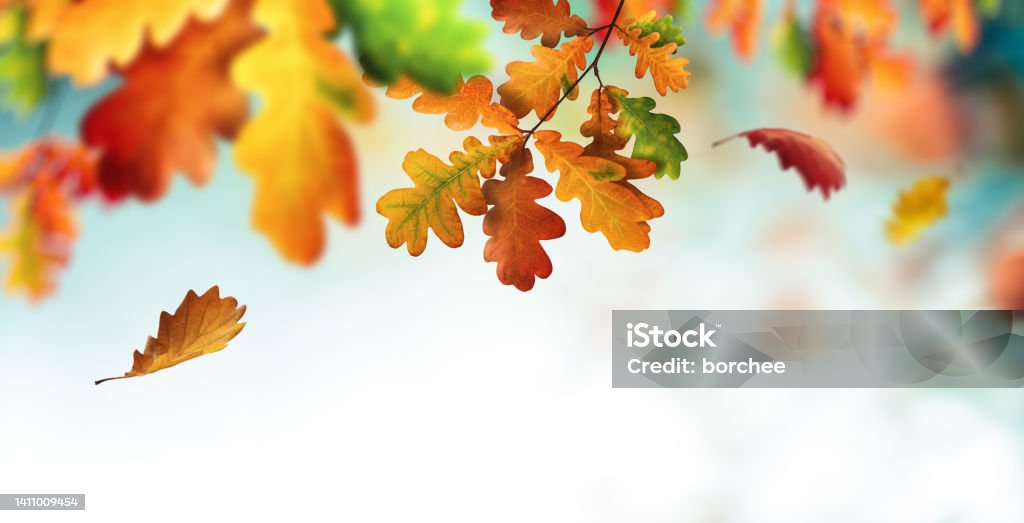 Colourful Oak Tree Falling oak leaves. Panoramic view. Autumn Leaf Color Stock Photo