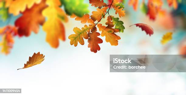 Colourful Oak Tree Stock Photo - Download Image Now - Autumn Leaf Color, Backgrounds, Autumn