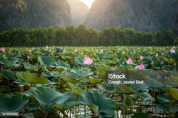 Sun Going Down Over Beautiful Field Of Lotus Flowers In Vietnam Stock Photo - Download Image Now