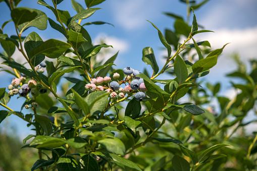 Blueberry plants in Summer