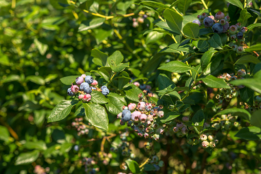 Blueberry plants in Summer