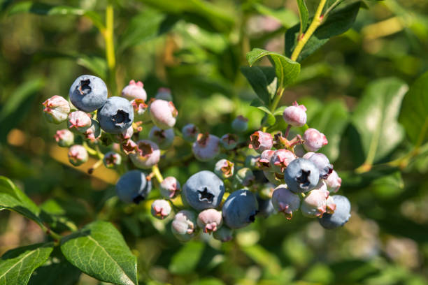 istock Blueberry plants in Summer 1411010981