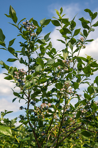 Blueberry plants in Summer