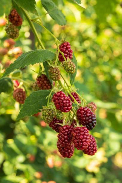 Mulberry plants in Summer stock photo