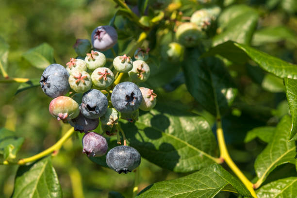 istock Blueberry plants in Summer 1411011034