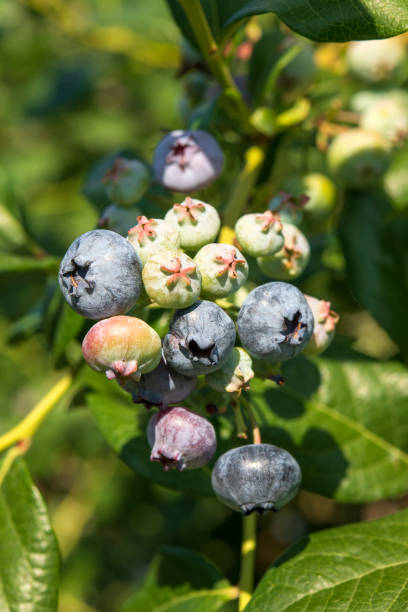 istock Blueberry plants in Summer 1411011037