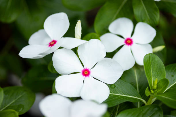 biały catharanthus roseus - catharanthus zdjęcia i obrazy z banku zdjęć