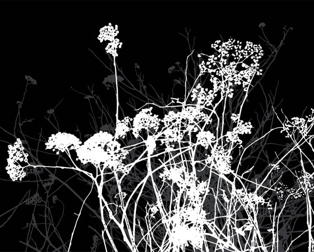 1,400+ White Flower Black Background Stock Illustrations, Royalty-Free ...