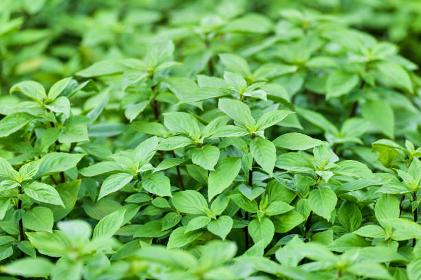 istock The Basil is grown in Southeast Asia. 1411011992