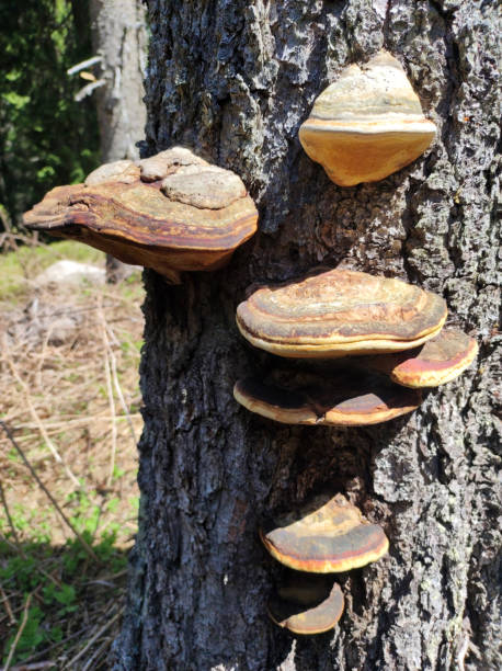 istock wild mushrooms growing on the tree bark 1411013290