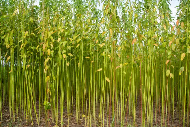 Photo of Green jute Plantation field.  Raw Jute plant Texture background.