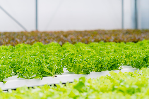 Green leaf lettuce farm that plant as hydroponics ,Modern greenhouse for growing salads with irrigation system. Industrial scale of growing plants.