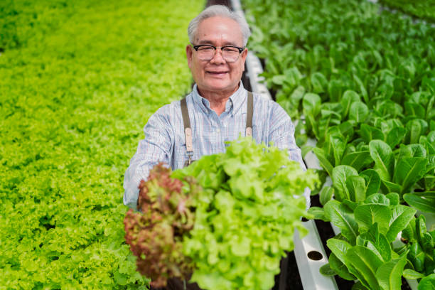 old senior asian farmer concentrate focus checking hydroponic soiless vegetable rack farm in green house with smart technology device,old man business owner cheerful harvest green fresh vagetable antiguo agricultor asiático senior concentrado enfoque comprobación de suelo hidropónico estante de verduras granja en invernadero con dispositivo de tecnología inteligente, viejo propietario de negocio alegre cosecha verde fresco vagetable