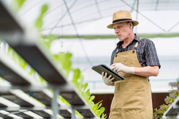 istock old senior caucasian farmer concentrate focus checking hydroponic soiless  vegetable rack farm in green house with smart technology device,old man business owner cheerful harvest green fresh vagetable 1411015694