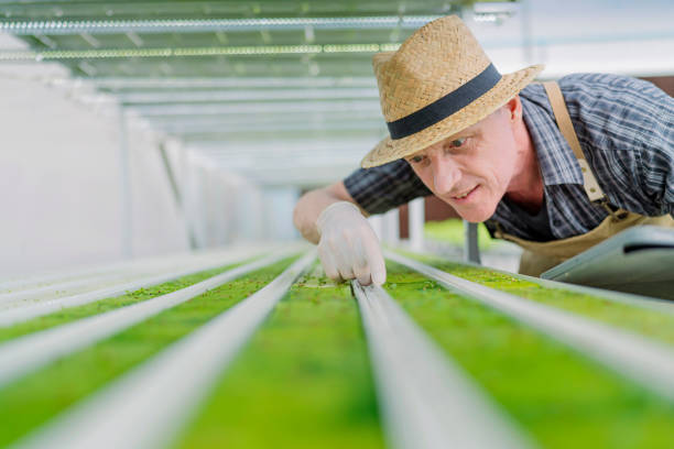 old senior caucasian farmer concentrate focus checking hydroponic soiless vegetable rack farm in green house with smart technology device,old man business owner cheerful harvest green fresh vagetable antiguo agricultor caucásico senior concentrado enfoque comprobación de suelo hidropónico granja de estantes de verduras en invernadero con dispositivo de tecnología inteligente, anciano propietario de negocio alegre cosecha verde fresco vagetable