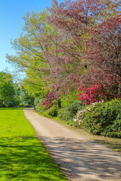 istock Natural panorama view with pathway green plants trees forest Germany. 1411015953