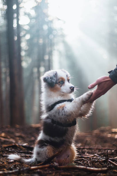 istock Cute Blue merle, Australian Shepherd puppy is learning new commands needed to raise a hunting dog. Paw submission. Rays of light shining on the male and female dog 1411017765