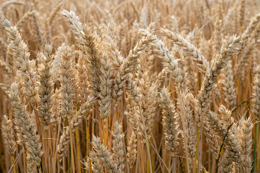 Wheat field. Ears of golden wheat closeup. Harvest concept and rural scenery.