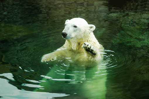 White polar bear waving its paw welcomes