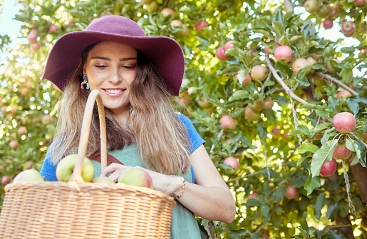 Smiling apple farmer harvesting fresh fruit on her farm. Happy young woman using a basket to pick and harvest ripe apples on her sustainable orchard. Surrounded by green plants, growth and agriculture