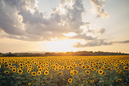 A field of sunflowers in bloom illuminated by the sun's rays