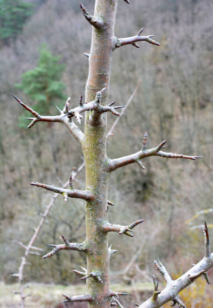 istock Sharp thorns on a branch of a bush and a tree 1411020055