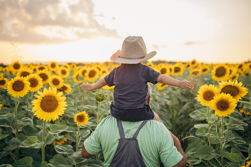 Bloomed field of sunflowers