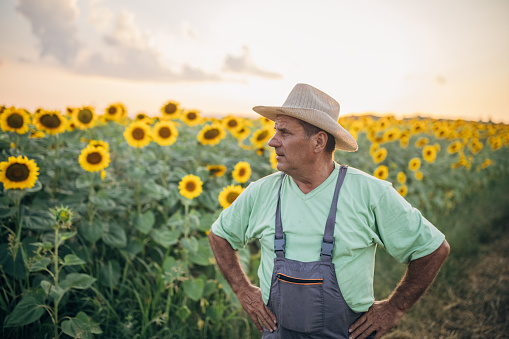 Portrait of an agronomist in a blooming sunflower field