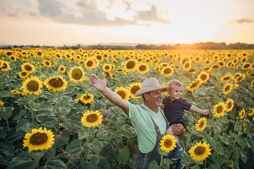 A farmer with his grandson in a field of sunflowers