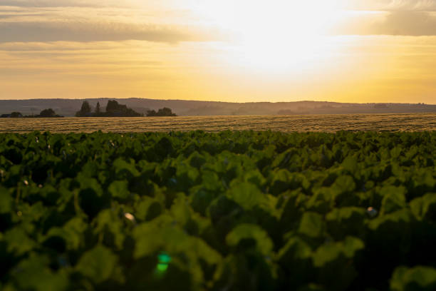 Sunset on an agricultural field in the summer, a field with plants during sunset