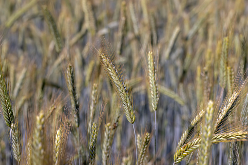 An agricultural field where cereals are grown to harvest grain, a wheat field with unripe wheat in the middle of summer