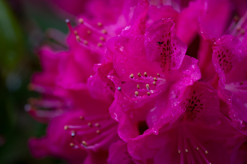 Rhododendron flower macro close up for use as a background or plant identifier.